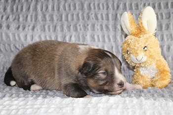 Tequila vom Affinger Bach, 2 Wochen alt 