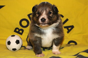 Tequila vom Affinger Bach, 3 Wochen alt 