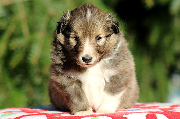 Tequila vom Affinger Bach, 4 Wochen alt 