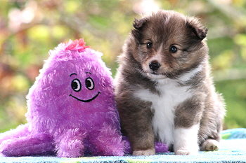 Tequila vom Affinger Bach, 5 Wochen alt 