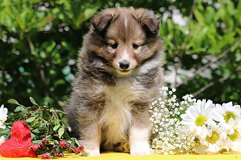 Tequila vom Affinger Bach, 7 Wochen alt 