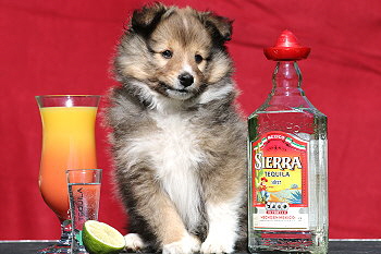 Tequila vom Affinger Bach, 8 Wochen alt 