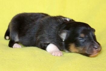 Tictac vom Affinger Bach, 1 Woche alt 