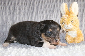 Tictac vom Affinger Bach, 2 Wochen alt 