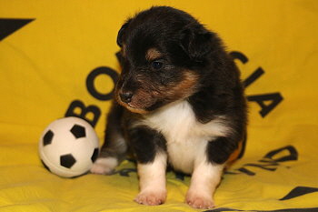 Tictac vom Affinger Bach, 3 Wochen alt 