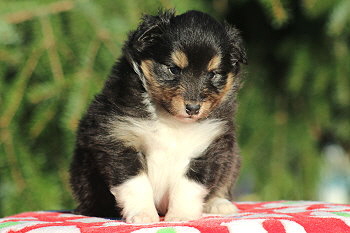 Tictac vom Affinger Bach, 4 Wochen alt 