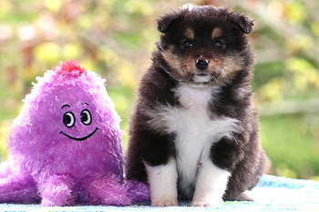 Tictac vom Affinger Bach, 5 Wochen alt 