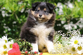 Tictac vom Affinger Bach, 7 Wochen alt 