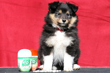 Tictac vom Affinger Bach, 8 Wochen alt 