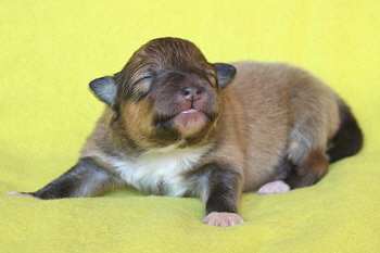 Twix vom Affinger Bach, 1 Woche alt 