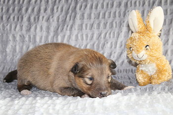 Twix vom Affinger Bach, 2 Wochen alt 