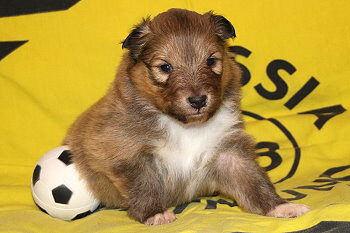 Twix vom Affinger Bach, 3 Wochen alt 