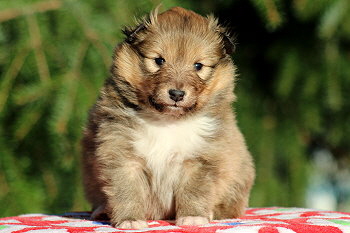 Twix vom Affinger Bach, 4 Wochen alt 