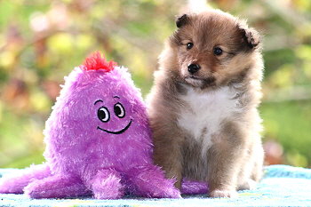 Twix vom Affinger Bach, 5 Wochen alt 