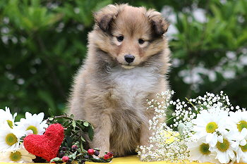 Twix vom Affinger Bach, 7 Wochen alt 