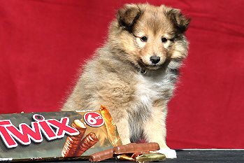 Twix vom Affinger Bach, 8 Wochen alt 