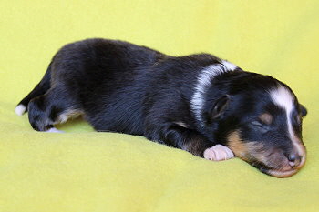 Tuttifrutti vom Affinger Bach, 1 Woche alt