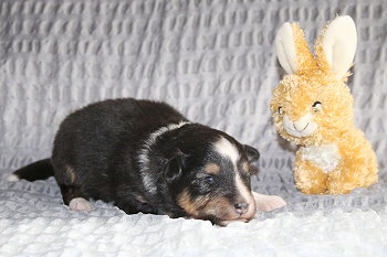 Tuttifrutti vom Affinger Bach, 2 Wochen alt 