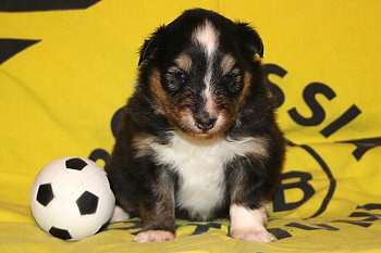 Tuttifrutti vom Affinger Bach, 3 Wochen alt 