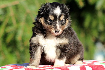 Tuttifrutti vom Affinger Bach, 4 Wochen alt 