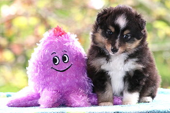 Tuttifrutti vom Affinger Bach, 5 Wochen alt 