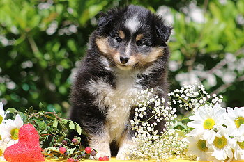 Tuttifrutti vom Affinger Bach, 7 Wochen alt 