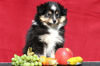 Tuttifrutti vom Affinger Bach, 8 Wochen alt 