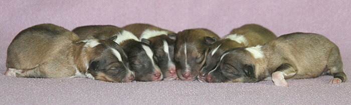 T3-Wurf vom Affinger Bach, 1 Tag alt