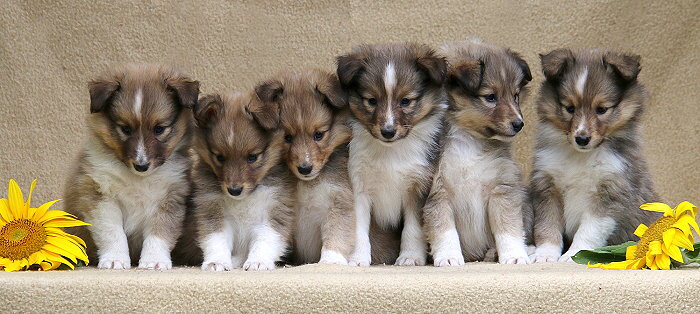 T3-Wurf vom Affinger Bach, 6 Wochen alt