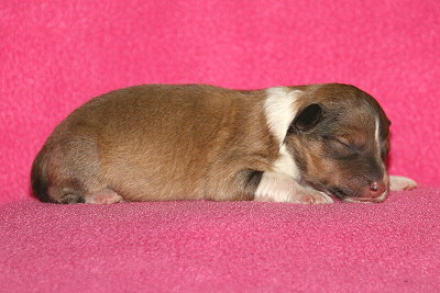 T3-1 vom Affinger Bach, 1 Tag alt