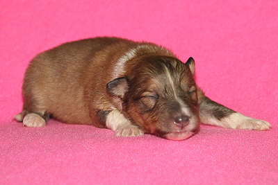 T3-1 vom Affinger Bach, 1 Woche alt