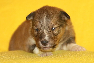 T3-1 vom Affinger Bach, 2 Wochen alt