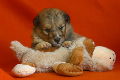 Tolle Tessa vom Affinger Bach, 3,5 Wochen alt