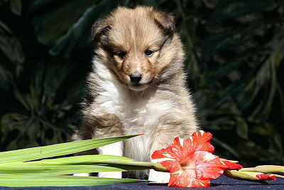 Tolle Tessa vom Affinger Bach, 5 Wochen alt