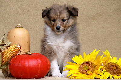 Tolle Tessa vom Affinger Bach, 6 Wochen alt