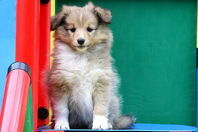 Tolle Tessa vom Affinger Bach, 7 Wochen alt