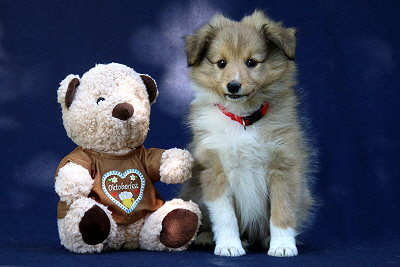 Toille Tessa vom Affinger Bach, 8 Wochen alt