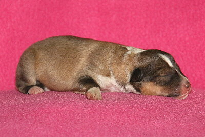 T3-2 vom Affinger Bach, 1 Tag alt