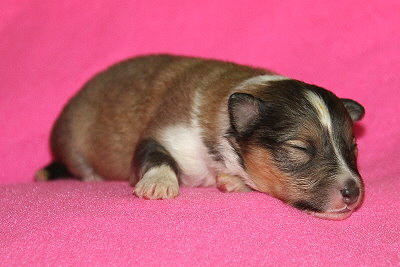 T3-2 vom Affinger Bach, 1 Woche alt