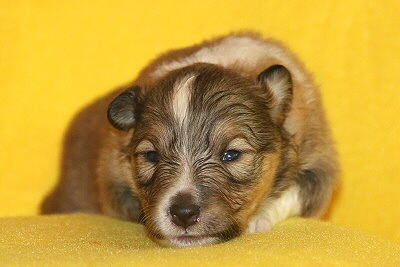 T3-2 vom Affinger Bach, 2 Wochen alt