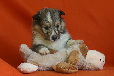 Taffe Teike vom Affinger Bach, 3.5 Wochen alt