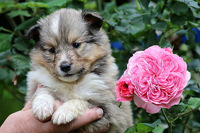 Taffe Teike vom Affinger Bach, 4 Wochen alt