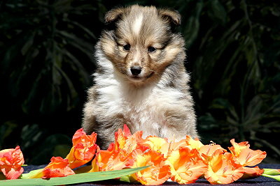 Taffe Teike vom Affinger Bach, 5 Wochen alt