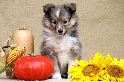 Taffe Teike vom Affinger Bach, 6 Wochen alt