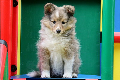 Taffe Teike vom Affinger Bach, 7 Wochen alt