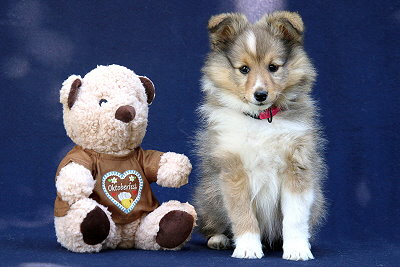 Taffe Teike vom Affinger Bach, 8 Wochen alt