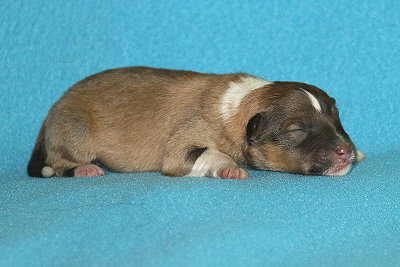 T3-3 vom Affinger Bach, 1 Tag alt