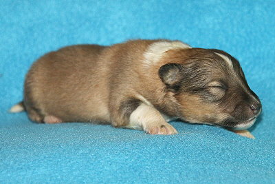 T3-3 vom Affinger Bach, 1 Woche alt