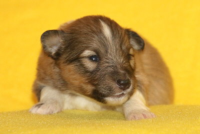 T3-3 vom Affinger Bach, 2 Wochen alt