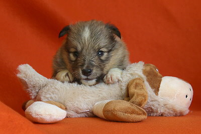 Tapsiger Tayo vom Affinger Bach, 3,5 Wochen alt